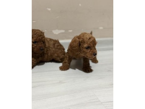 Toy poodle bebekler