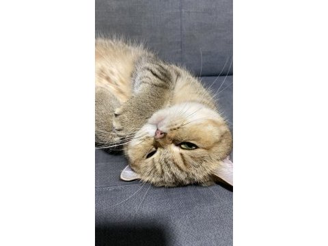 Kedilerimizi acil sahiplendiriyoruz