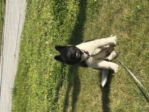 3 aylık amerikan akita