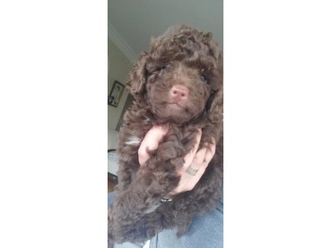 58 günlük son erkek toy poodle yavrumuz