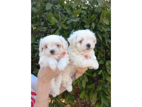 Terrier maltese