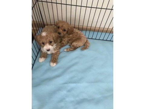 Sevimli maltipoo yavrularımız ruhsatlı üretim