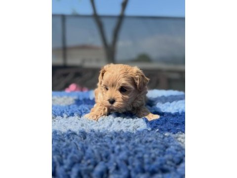 Maltipoo yavruları