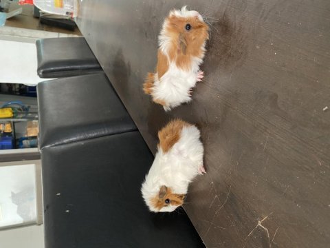 25 günlük yavru ginepigler