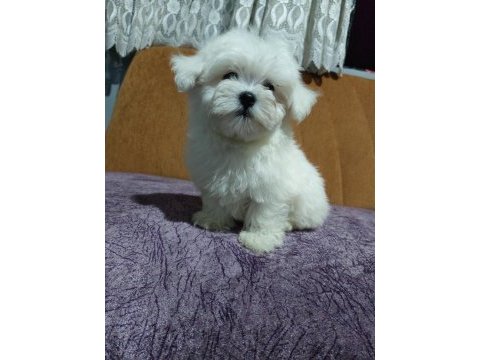Orjinal maltese terrier 4 aylık
