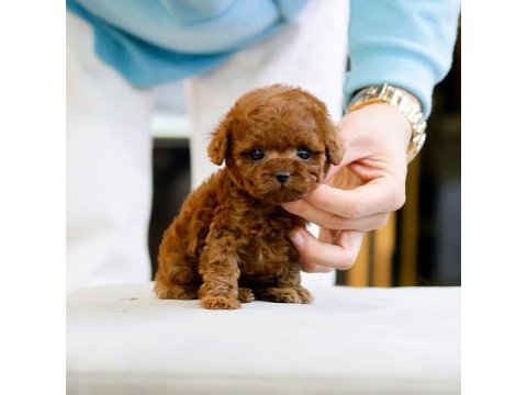 Safkan a kalite toy poodle bebeklerim