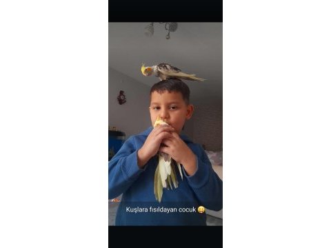 Sağlıklı ev beslemesi sultan papağanım