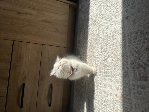 Oyuncu ve sevecen scottish longhair yavru