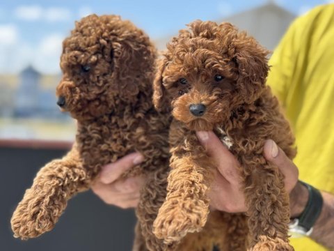 Yasal ruhsatlı çiftlikde hazır 10 adet toy poodle