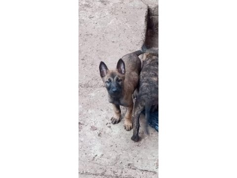 Belgian malinois ve hollanda dutc yavrular
