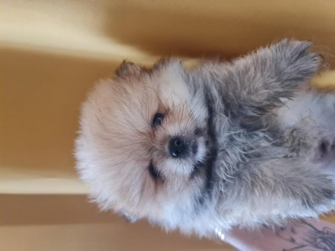 Pomeranian boo köpekleri