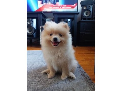 Pamuk minik pomeranian eğitimli