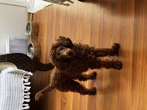 Toy poodle 10 aylık