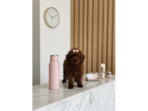 Teacup kore hatlı dişi poodle pasaportlu ve çipli