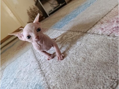 Sphynx (sfenks) yavru erkek