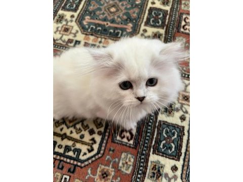 British longhair silver ns11 33 dişi yavrular