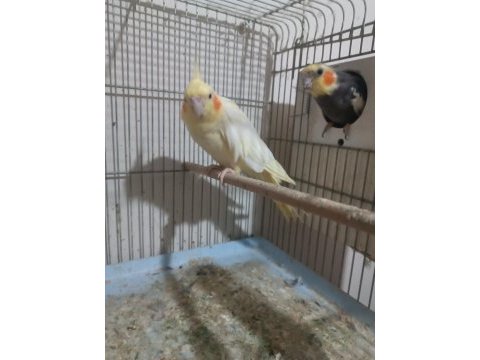 Sultan papağanı erkek olan konuşuyor