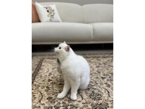 Masmavi koca gözlü kısırlaştırma şartıyla ücretsiz kedimiz