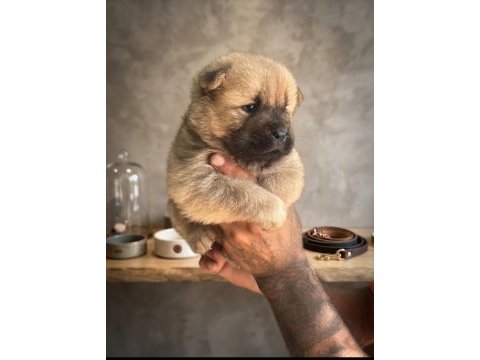 Chow chow köpeğimiz