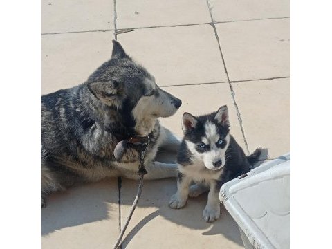 A kalite maskeli mavi gözlü dişi yavru husky