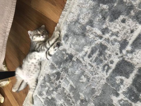 Yavru kedimize yuva arıyoruz scottish fold