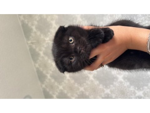 Scottish fold son yavru