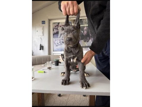 Ruhsatlı çiftlikten a kalite cane corso