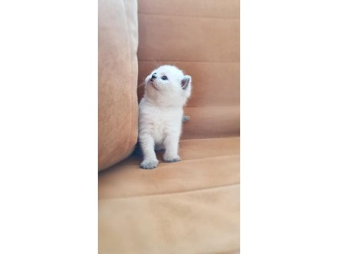British shorthair / erkek