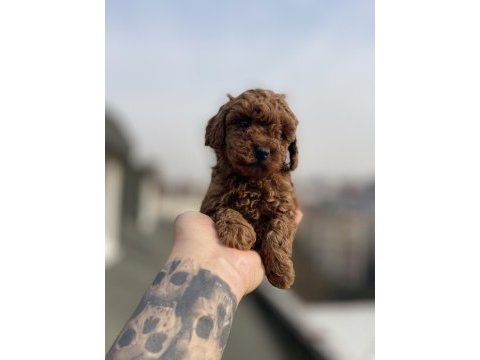 Red brawn toy poodle yavrular