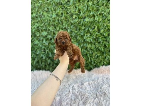 Rezerve açık toy poodle bebekler