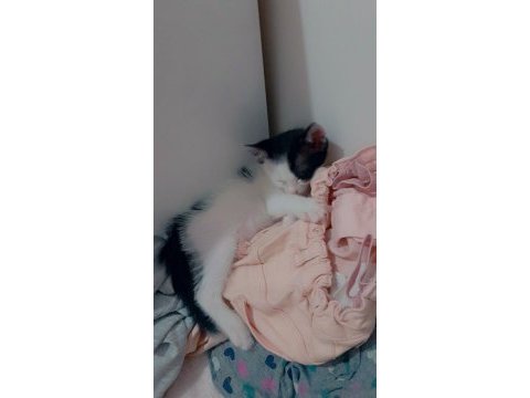 Ücretsiz 3 aylık sütten kesildi uysal temiz