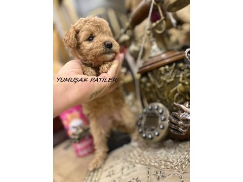 Toy poodle köpeği