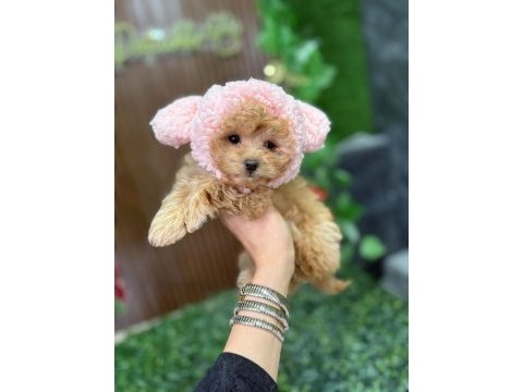 Orjinal kalite maltipoo yavrum
