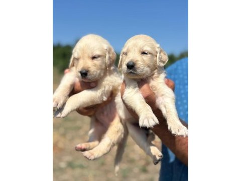 Golden retriever minişler