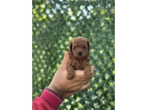 Irk ve sağlık garantili toy ve teacup poodle