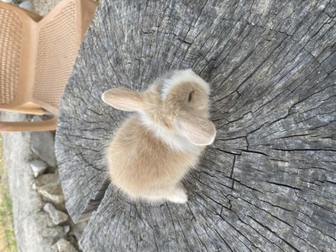 Yumuşacık tüylü hollanda lop tavşanlarım