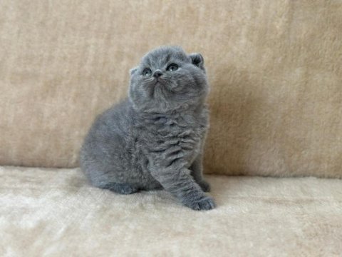 Eşsiz güzellikte scottish fold blue yavrum
