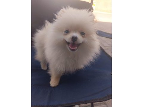 Pomeranian boo dişi köpeğimiz