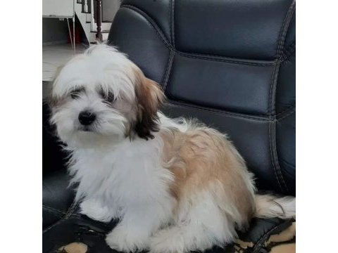 Shih tzu bebekleri yeni ailesine gitmeye hazır