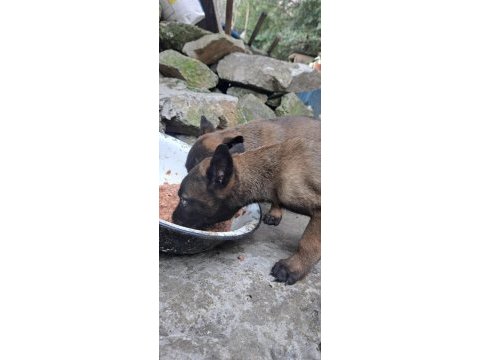 Saf kan malinois yavrular