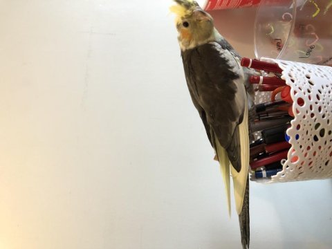 35 günlük evcil yavru sultan papağanları