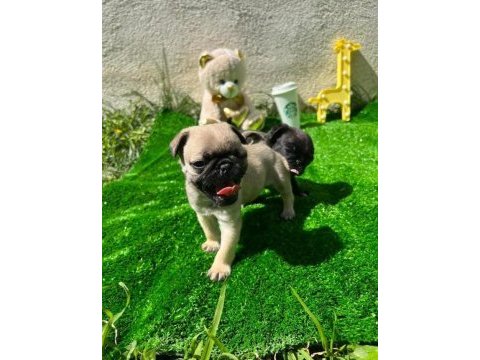Hamburger surat gül kuyruk pug yavrular