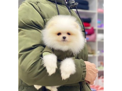 Pomeranian boo beyaz erkek 2 aylık