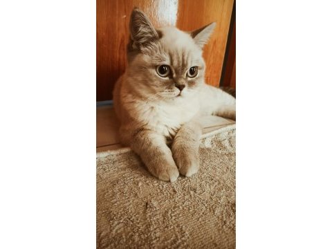 British shorthair blue point dişi kedimiz