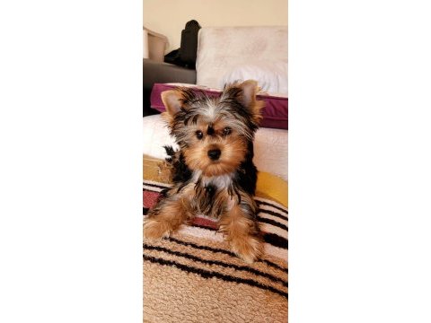 Baby fase yorki bebekleri