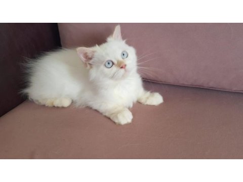 Minik şaşkın iran kedisi