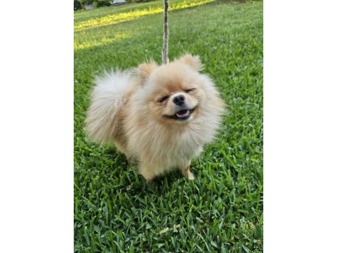 1 yaşında, erkek pomeranian boo