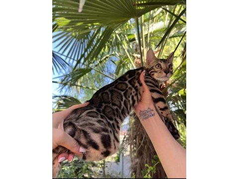 Show class brown bengal yavrular