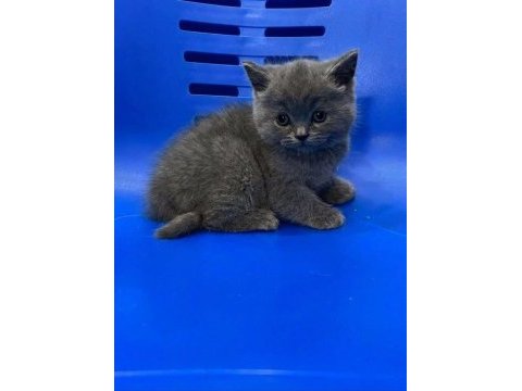 Mükemmel british shorthair yavrusu yuvasını arıyor