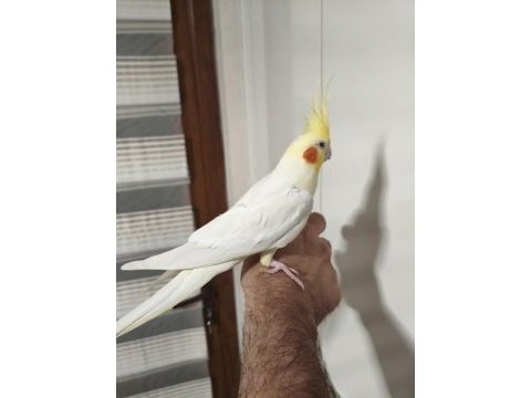 Konuşan sultan papağanı